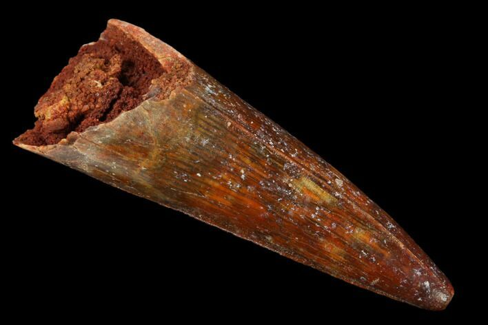Cretaceous Fossil Crocodile Tooth - Morocco #160688